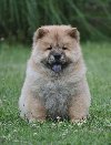 Chow Chow Cau Cau Čau Čau ponuda Kućni ljubimci