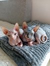 Preostala 2 mužjaka Sphynx mačića (3,5 meseca) potreba Kućni ljubimci