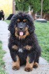 Tibetski mastif, štenci ponuda Kućni ljubimci