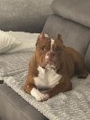 Muzjak -American Bully Exotic Merle ponuda Kućni ljubimci