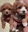 Maltipoo stenci potreba Kućni ljubimci