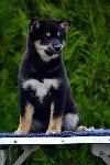 Shiba Inu      Šiba inu, štenci ponuda Kućni ljubimci