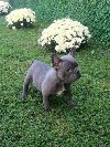 Francuski buldog štenci egzoticnih bojaa potreba Kućni ljubimci