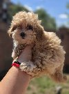 Maltipoo bebe potreba Kućni ljubimci