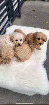 Maltipoo- bipoo ponuda Kućni ljubimci