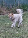 Poklon - Mešanac akita inu i samojeda, ponuda Kućni ljubimci