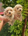 Maltipoo stenci spremni su za preuzimanje potreba Kućni ljubimci