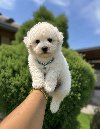 Bichon Frise štenci U ponudi prelepi potreba Kućni ljubimci