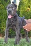 Cane Corso, vrhunski štenci ponuda Kućni ljubimci