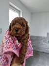 Crvena patuljasta pudla ponuda Kućni ljubimci