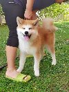 Akita Inu prelepi štenci potreba Kućni ljubimci
