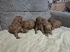 Crvena toj pudla ( Toy Poodle ) ponuda Kućni ljubimci