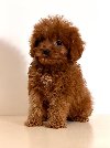 Cavapoo-Kavapu (cavalier king charles spaniel+pudl ponuda Kućni ljubimci