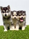 Pomsky-pomski (pomeranac + haski) ponuda Kućni ljubimci