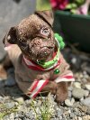 Chocolate Petit Brabancon (Smooth Brussel Griffon) potreba Kućni ljubimci