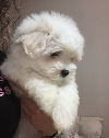 Coton de Tulear (Tulearski pas) stenci na prodaju potreba Kućni ljubimci