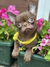 Lilac & chocolate boys chihuahua potreba Kućni ljubimci