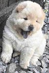 Chow chow prelepi krem stenci, potreba Kućni ljubimci