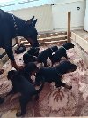 Doberman stenci – vrhunsko poreklo ponuda Kućni ljubimci