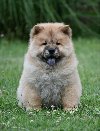 Chow Chow Cau Cau Čau Čau potreba Kućni ljubimci