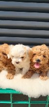 Maltipoo-Cavapoo Cavapo-Kavapu stenci ponuda Kućni ljubimci