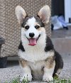 Velški korgi Welsh Corgi Pembroke potreba Kućni ljubimci