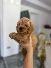 Goldendoodle prelepi štenci potreba Kućni ljubimci