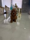 GOLDENDOODLE stenci ponuda Kućni ljubimci