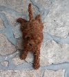 Crvena toy pudlica, žensko štene – staro 2,5 mesec potreba Kućni ljubimci