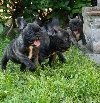 Štenci francuskog buldoga ponuda Kućni ljubimci