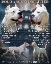 Legle dogo argentino štenaca ponuda Kućni ljubimci