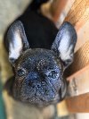 Francuski buldog štenci ponuda Kućni ljubimci