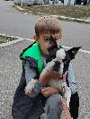 Boston terijer mužjak ponuda Kućni ljubimci