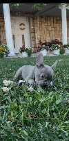 Francuski buldog stenci plave boje ponuda Kućni ljubimci