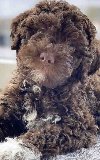 Lagotto Romagnolo – rezervacija stenaca potreba Kućni ljubimci