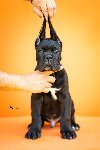 Cane Corso prelepi štenci ponuda Kućni ljubimci