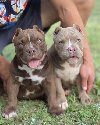 American bully ponuda Kućni ljubimci