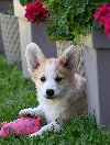 Velški korgi Welsh Corgi Pembroke ponuda Kućni ljubimci