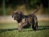 Na prodaju stenci Presa Canario potreba Kućni ljubimci