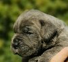 Cane Corso Kane Korso NOVO LEGLO potreba Kućni ljubimci