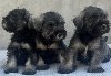 Patuljasti Šnaucer Miniature Schnauzer ponuda Kućni ljubimci