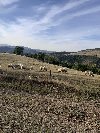 Zlatibor zemljište ponuda Plac i zemljište