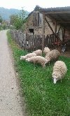 Selo ponuda Bračne ponude