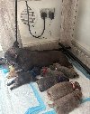 Štenci francuskog buldoga ponuda Kućni ljubimci