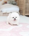 Pomeranian puppy available for adoption potreba Kućni ljubimci