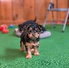 Yorkshire Terrier Puppy Available for Adoption potreba Kućni ljubimci