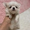 Chihuahua Puppy Available for Adoption ponuda Kućni ljubimci