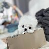 Maltese Puppy Available for Adoption ponuda Kućni ljubimci