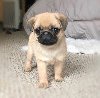 Pug Puppy Available for Adoption potreba Kućni ljubimci