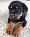Rottweiler Puppy Available for Adoption ponuda Kućni ljubimci